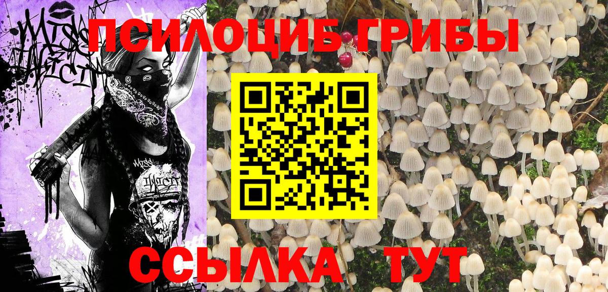 Псилоцибиновые грибы Psilocybe Новотроицк
